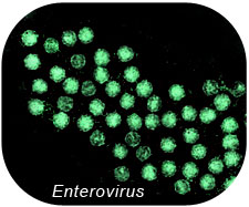 enterovírus vírus